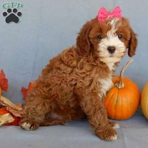 Kylie, Cavapoo Puppy